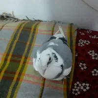 کبوتردوبرصیدشده|پرنده|سراب, |دیوار