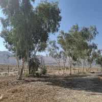 خرید چوب و بریدن درخت حمل شاخ برگ