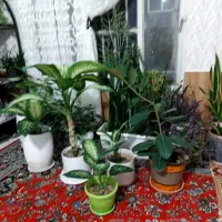 هراج گل ها|گل و گیاه طبیعی|چناران, |دیوار