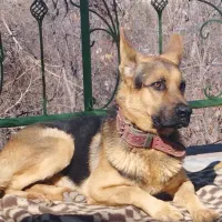 سگ ژرمن