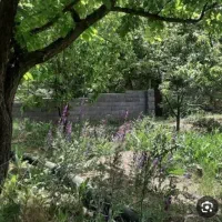 فروش-زمین-باغی-با-درخت-هفت-ساله-از-400-تا-1500-متر