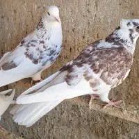 چندتا جوجه گرفتنی و ی جفت نرو ماده حسابی|پرنده|قم, آزادگان|دیوار
