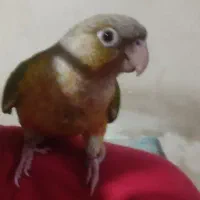 پرنده گمشده