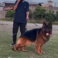 ژرمن نر موبلند شجره دار