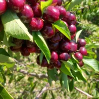 نهال گیلاس دم کوتاه تگ دانه پر بار خارجی