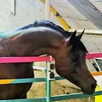 اسب نریان یکسرعرب کهیرخالص