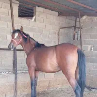 خرید فروش  اسب پالونی