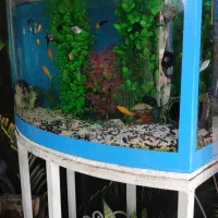 آکواریوم بزرگ