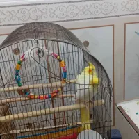 عروس هلندی|پرنده|امیدیه, |دیوار