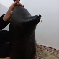 هیزه یک منی