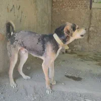 سگ پژدر، ۱۱ ماهه