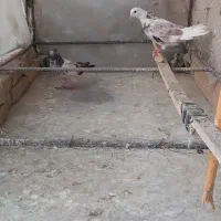 ۳ عدد کبوتر گرفتنی رو ۷طبقه بسیار زیبا|پرنده|تهران, دکتر هوشیار|دیوار