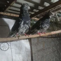 کبوتر سرور کاکلی|پرنده|دلند, |دیوار