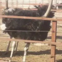 شترمرغ۷ماهه