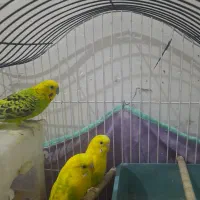 فروش مرغ عشق