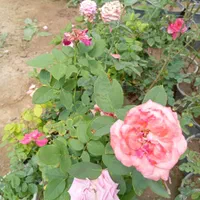 گل رز هلندی ساناز نسترن یاس محمدی شمشاد به لیمو|گل و گیاه طبیعی|ورامین, ورامین|دیوار