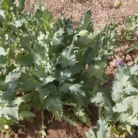 وام بانک ملی مهربانی