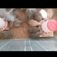 بلدرچین تخم گذار