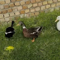 اردک نر|حیوانات مزرعه|بروجرد, |دیوار