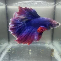 فایتر وارداتی رسید انواع نژاد