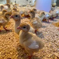 جوجه بوقلمون بیوتی سنگین وزن