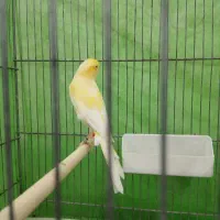 قناری‌فروشی|پرنده|قم, وادی السلام|دیوار