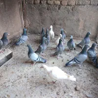 کبوتر فروشی|پرنده|بیرجند, |دیوار