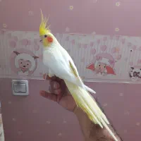 عروس هلندی ماده|پرنده|تهران, خانیآباد|دیوار