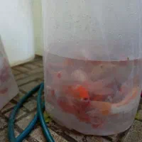 ماهی کوی مولد شکم پر و نر اسپرم دار