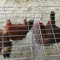 مرغ تخم گذار|حیوانات مزرعه|رفسنجان, |دیوار