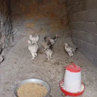 نیمچه برهما