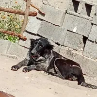 سگ قهدریجونی|سگ|جیرفت, |دیوار