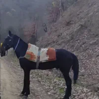 اسب های نریون 4سال