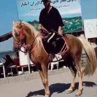 اسب سمند|اسب و تجهیزات اسب‌سواری|قدس, شهرک صنعتی زاگرس|دیوار