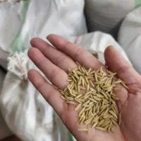 شالی تارم دم سیاه تازه
