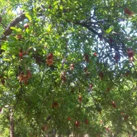 فروش باغ انار