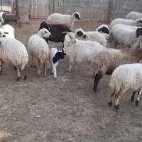 گوسفند جوان داشتی|حیوانات مزرعه|قره ضیاالدین, |دیوار