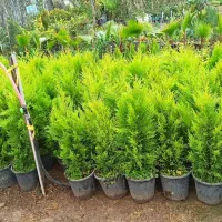 نهال میوه،مرکبات،سیاهریشه،فضاسازی|خدمات باغبانی و درختکاری|تولم شهر, |دیوار