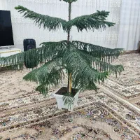 کاج مطبق|گل و گیاه طبیعی|مهاباد (آذربایجان غربی), |دیوار