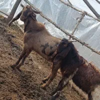 نر بز های چهل خال اصل پاکستانی|حیوانات مزرعه|انزل, |دیوار