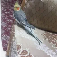 پرنده|پرنده|خرمشهر, |دیوار