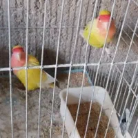 مرغ عشق طوطی برزیلی