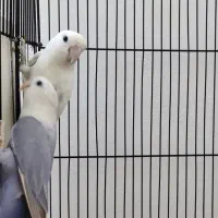 جفت طوطی کوتوله