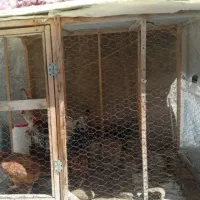 قفس مرغ خروس، کبوتر