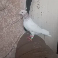 کفتر|پرنده|نصر آباد, |دیوار