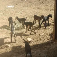 کهره شیری و بره شیری|حیوانات مزرعه|شیراز, بید زرد|دیوار