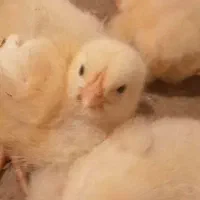 مرغ ارگانیک ا