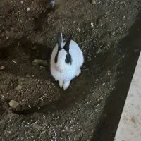 خرگوش|موش و خرگوش|سنندج, |دیوار