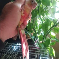 گرینچیک جوجه دونه خور|پرنده|شیراز, دروازه قران|دیوار