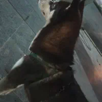 هاسکی|سگ|بندر ماهشهر, |دیوار